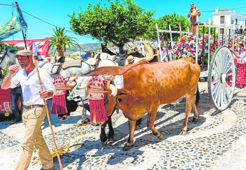 Romería de San Antonio in Frigiliana mit geschmückten Wagen und Reitern